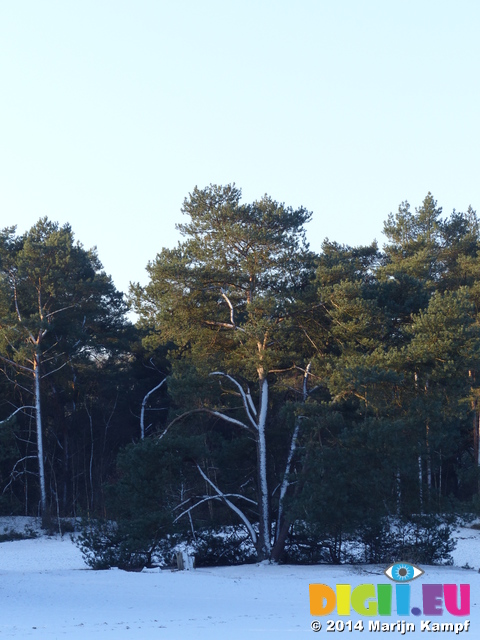 FZ011078 Snow on tree in Soesterduinen